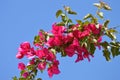 Bougainvillea  or paperflower, fucsia flowers, blue skies Royalty Free Stock Photo