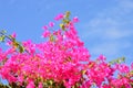 Bougainvillea  or paperflower,  fucsia flowers. Blue sky and puffy white clouds Royalty Free Stock Photo