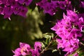 Bougainvillea  or paperflower,  fucsia flowers. Bokeh effect natural light. Royalty Free Stock Photo