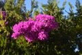 Bougainvillea  or paperflower,  fucsia flowers. Other trees. Blue skies Royalty Free Stock Photo