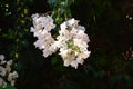 Bougainvillea  or paperflower,  white flowers. Dark shadow Royalty Free Stock Photo