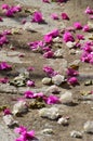 Bougainvillea or paperflower, white and fucsia bracts flowers on the ground