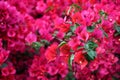 Bougainvillea