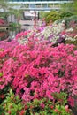 Bougainvillea pink bush flowers