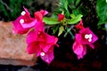 Bougainvillea