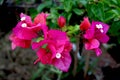 Bougainvillea