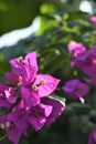 Bougainvillea pink flower Royalty Free Stock Photo