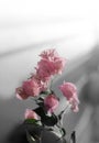 Bougainvillea pink flower on light and shadow vertical background