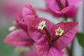 Bougainvillea pink flower in macro closeup