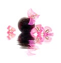 Bougainvillea pink flower in a vase