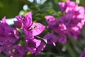 Bougainvillea pink flower Royalty Free Stock Photo