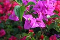 Bougainvillea pink flowers