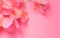 Bougainvillea pink flowers background, border design. Beautiful nature spring backdrop