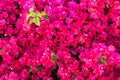 Bougainvillea pink flowers background