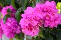 Bougainvillea pink flowers.Blooming Bougainville foral background for design Royalty Free Stock Photo