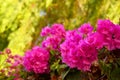 Bougainvillea pink flowers.Blooming Bougainville foral background for design with copy space. Royalty Free Stock Photo