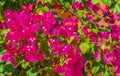 Bougainvillea pink flowers blossoms on trees Playa del Carmen Mexico Royalty Free Stock Photo