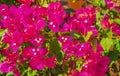 Bougainvillea pink flowers blossoms on trees Playa del Carmen Mexico Royalty Free Stock Photo