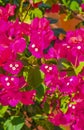 Bougainvillea pink flowers blossoms on trees Playa del Carmen Mexico Royalty Free Stock Photo