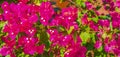 Bougainvillea pink flowers blossoms on trees Playa del Carmen Mexico Royalty Free Stock Photo