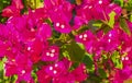 Bougainvillea pink flowers blossoms on trees Playa del Carmen Mexico Royalty Free Stock Photo