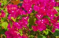 Bougainvillea pink flowers blossoms on trees Playa del Carmen Mexico Royalty Free Stock Photo