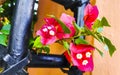 Bougainvillea pink flowers blossoms on trees Playa del Carmen Mexico Royalty Free Stock Photo