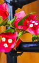 Bougainvillea pink flowers blossoms on trees Playa del Carmen Mexico Royalty Free Stock Photo