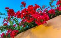 Bougainvillea pink flowers blossoms on trees Playa del Carmen Mexico Royalty Free Stock Photo