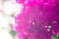 Bougainvillea pink flowers close up