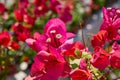 Bougainvillea pink flowers in Mediterranean