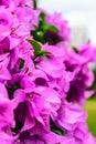 Bougainvillea