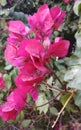 Bougainvillea pink pretty flowers