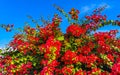 Bougainvillea pink red flowers blossoms in Puerto Escondido Mexico Royalty Free Stock Photo