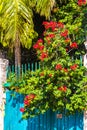 Bougainvillea pink red flowers blossoms tree in Mexico Royalty Free Stock Photo