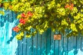 Bougainvillea pink red flowers blossoms tree in Mexico Royalty Free Stock Photo