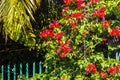 Bougainvillea pink red flowers blossoms tree in Mexico Royalty Free Stock Photo