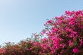 Bougainvillea pink tree against blue sky background