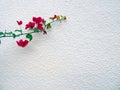 Bougainvillea plant on the background of white wall