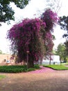 Bougainvillea plant Royalty Free Stock Photo