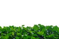 Bougainvillea plant leaves on white isolated background