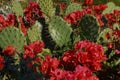 Bougainvillea and Prickly Pear Cactus