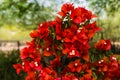 Bougainvillea red closeup tropical garden Royalty Free Stock Photo
