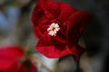 Bougainvillea red flower macro background wallpaper high quality prints 50,6 Megapixels products Royalty Free Stock Photo