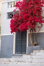 Bougainvillea red flowers at Ermoupolis Syros island, Cyclades, Greece Royalty Free Stock Photo