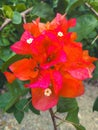 Bougainvillea red flowers, papery flowers for background and theme.