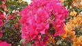 Bougainvillea red liane variety