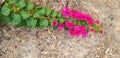 Bougainvillea, Red or Pink flower on dry straw floor, ground or land with copy space on below Royalty Free Stock Photo