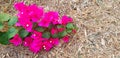 Bougainvillea, Red or Pink flower on dry straw floor, ground or land with copy space on right Royalty Free Stock Photo