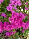 Bougainvillea It is a semi-creeper perennial plant. Size from small to large shrubs There are thorns on the stems